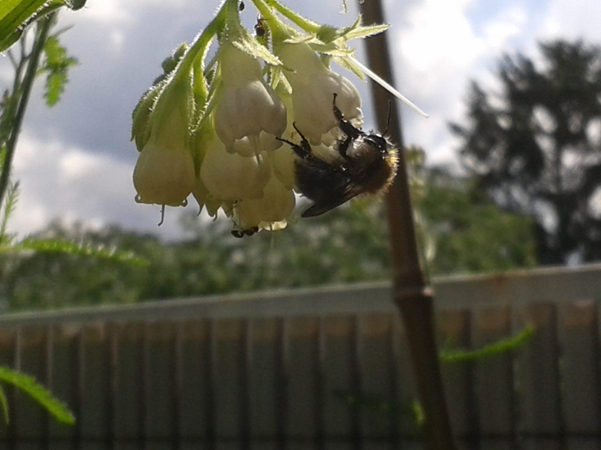 Die Bienen sammeln Pollen von einer Beinwell-Blume – Symphytum cordatum!!!