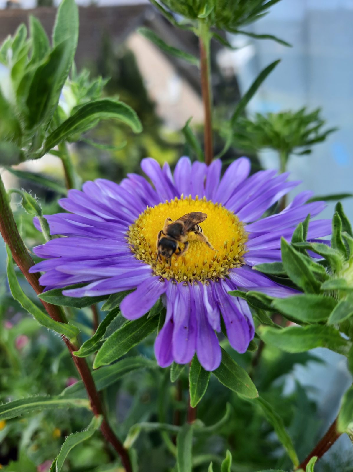 Wo die Blumen blühen, lächelt die Welt, und die Bienen erst recht!!