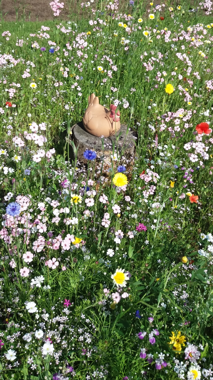 Sommer