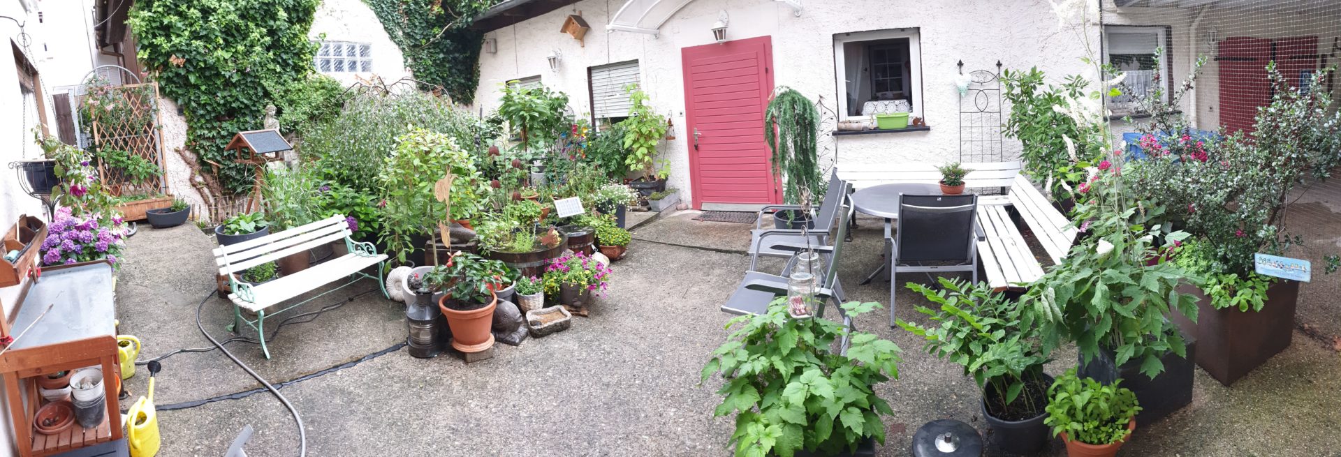 betonierter Hof kann ein Insektenparadies sein