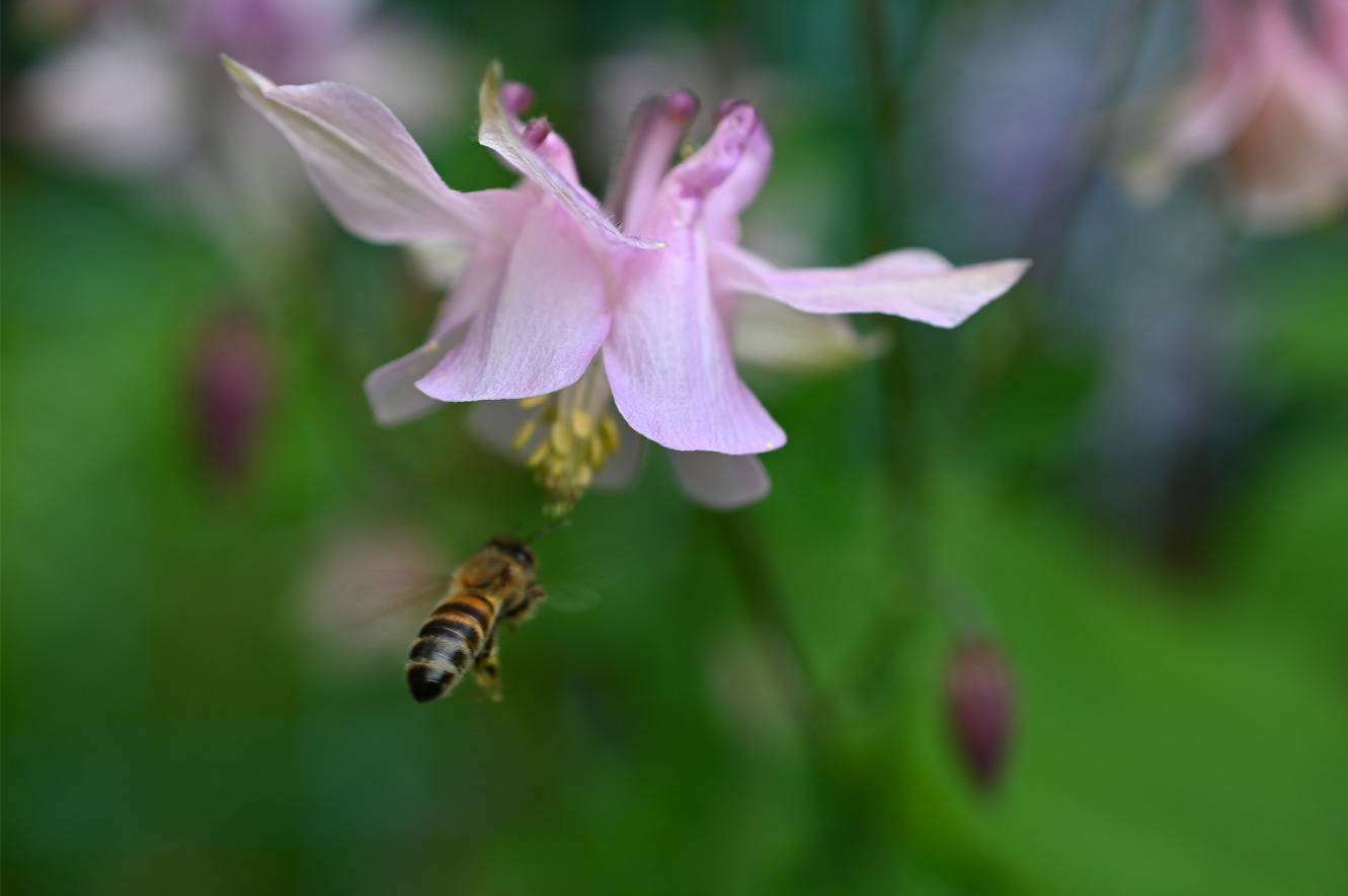 Insektenfreunde der ASB Kita Kleeblatt in Escheburg