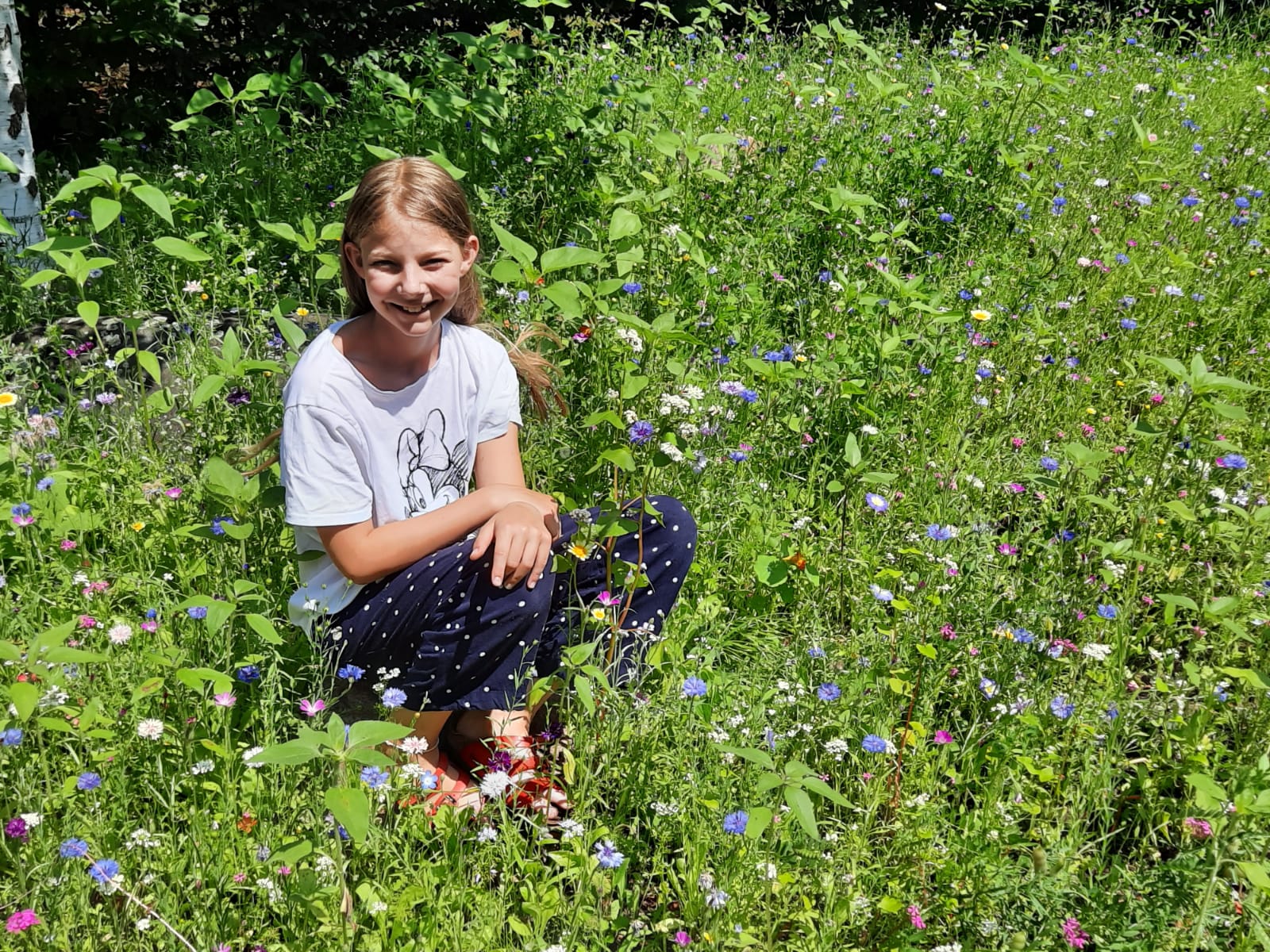 Nachbarschaftsprojekt Blumenwiese