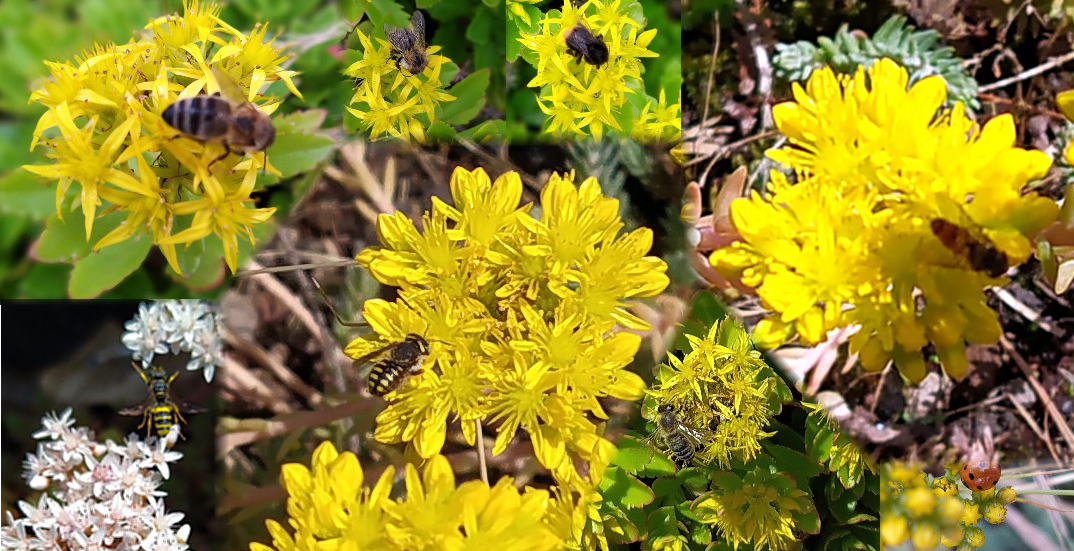 Neue Nutzfläche für Insekten schaffen, die Dachbegrünung