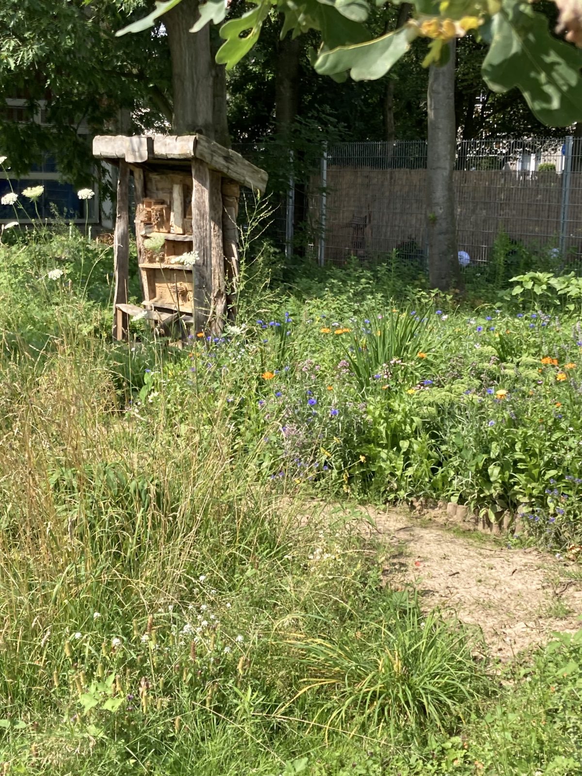 Neuer Schulgarten – Vielfältiger Lebensraum