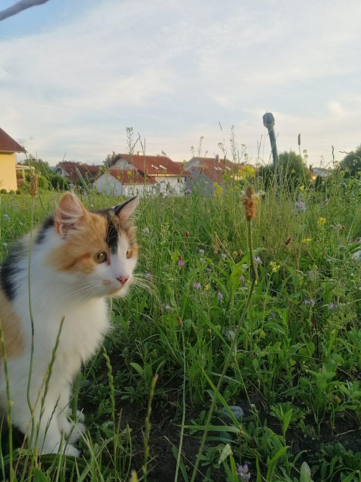 Baugrundstück statt Bagger erst mal Blumenwiese