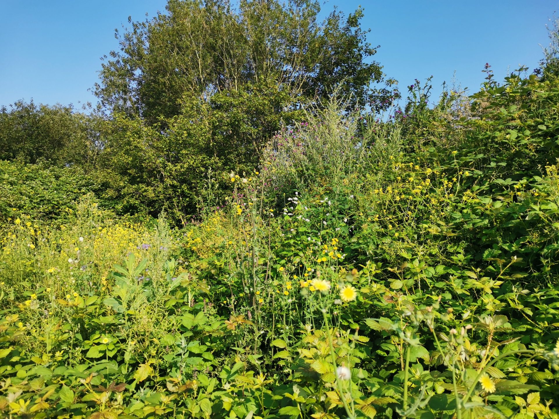 FINK TEC GmbH – bienenfreundliche Blühwiese auf dem Erdwall