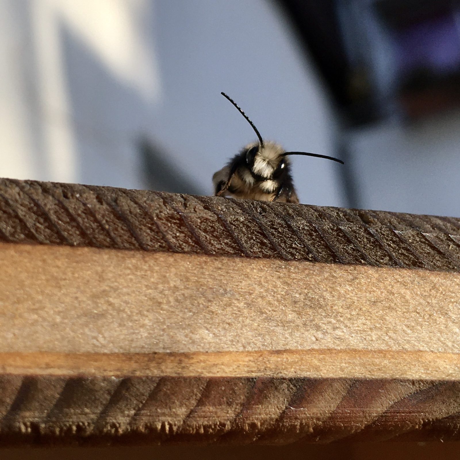 StattGarten: StadtBalkon für Wildbienen, Insekten und Vögel