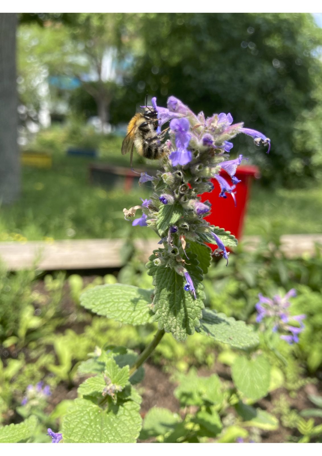 Bienenfreundlicher Schulhof – Die Idee hinter dem Schulprojekt
