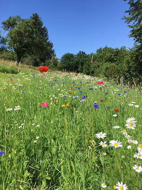 Insektenfreundlicher Waldschrebergarten