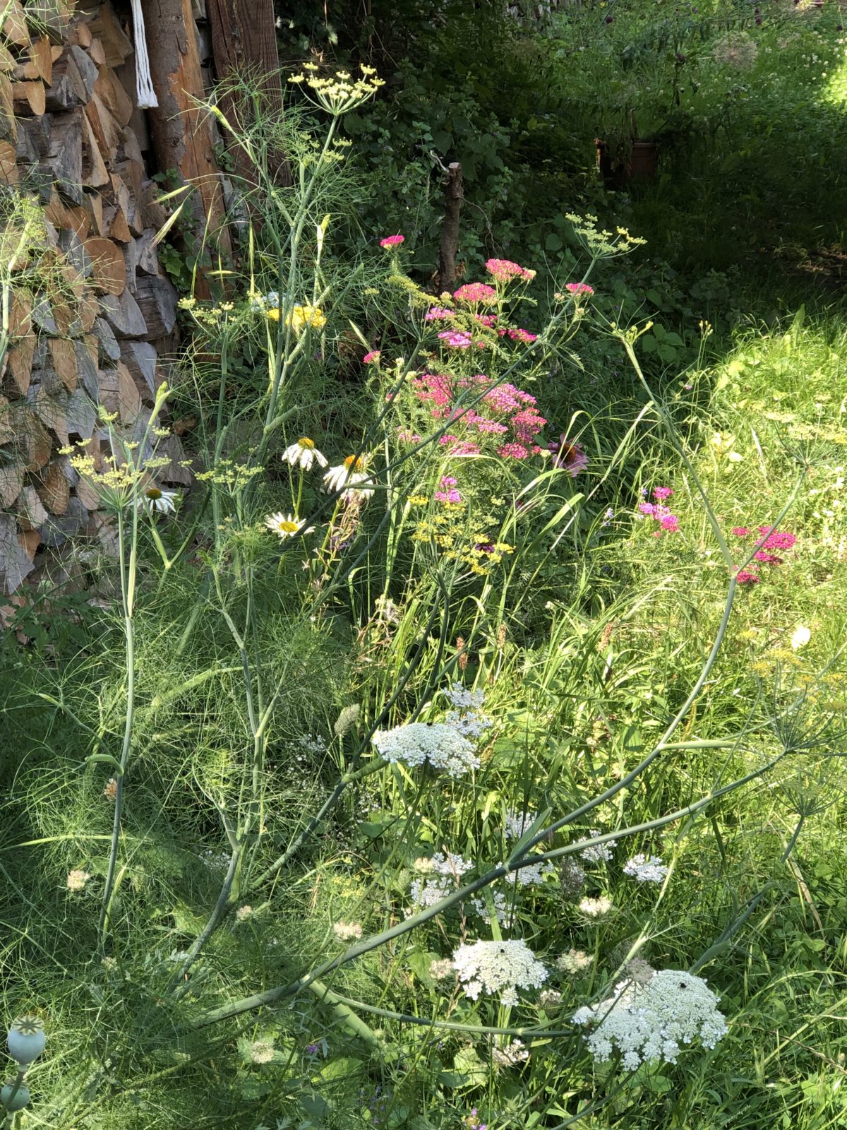 Hortus Lignum et Ludus