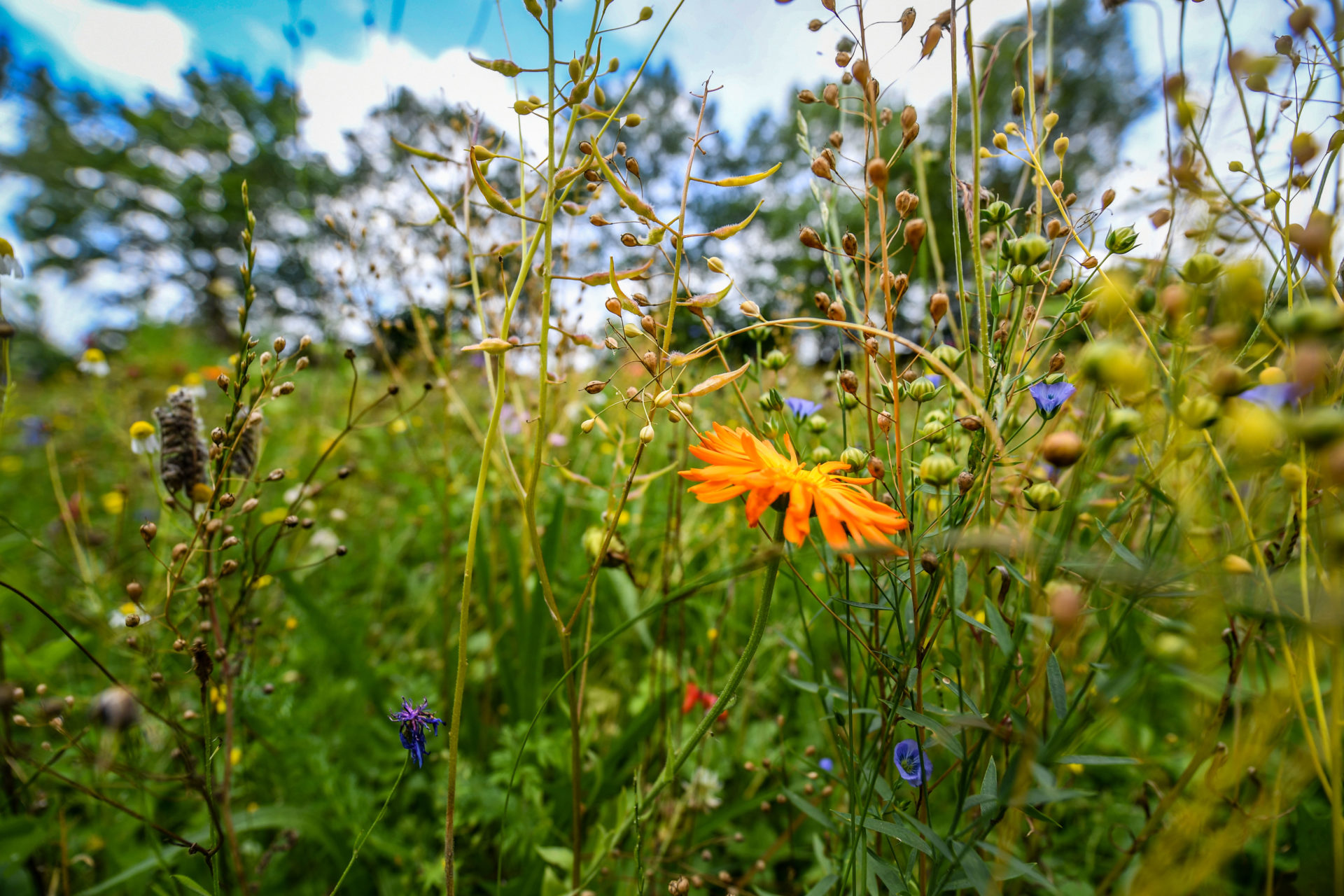 Bienen schwärmen für Kempener Friedhöfe