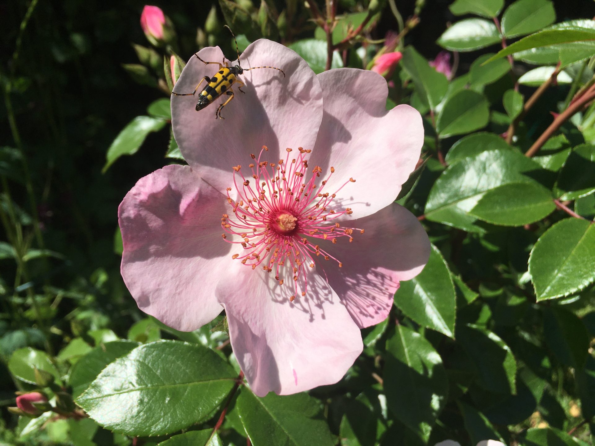 Bienenfreundliche Ecken im Garten