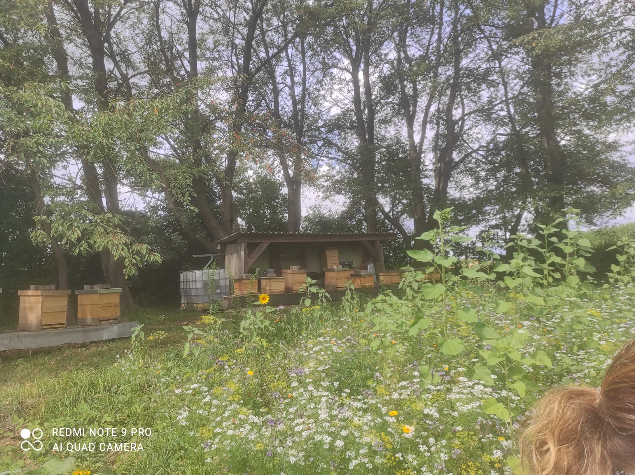 Blühparadies für alle Insekten