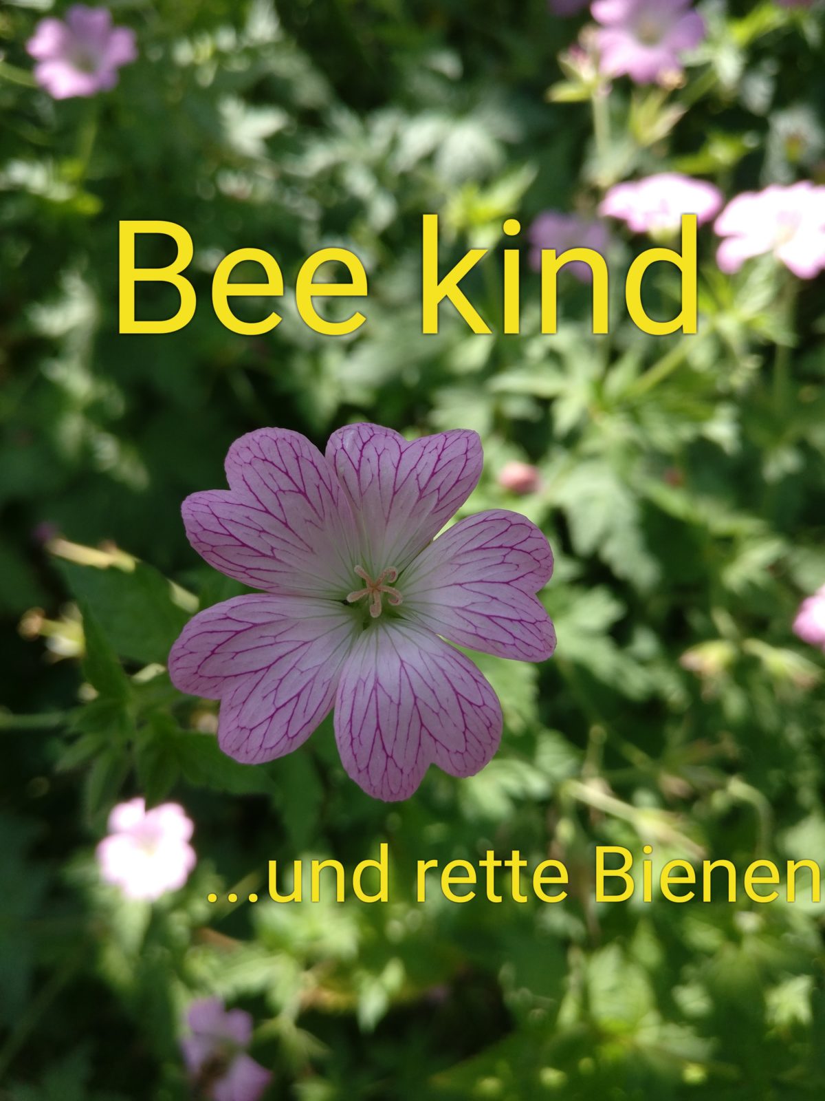 Bienenschwarm im Lilienthal
