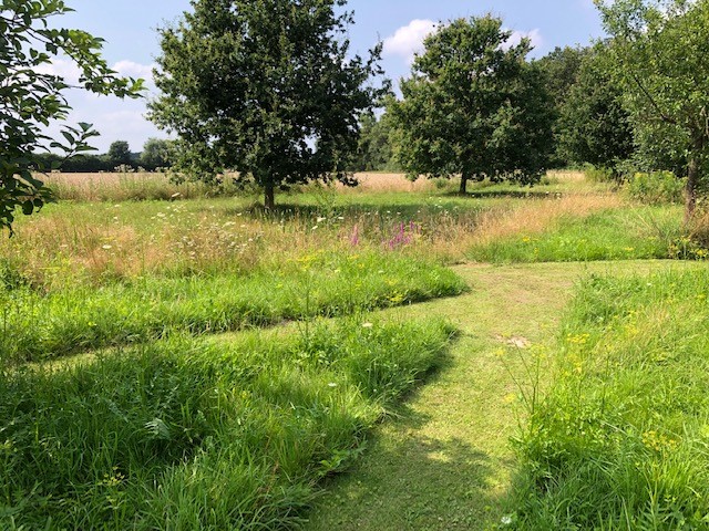 Wildblumen- und Kräuterwiese am Ortsrand