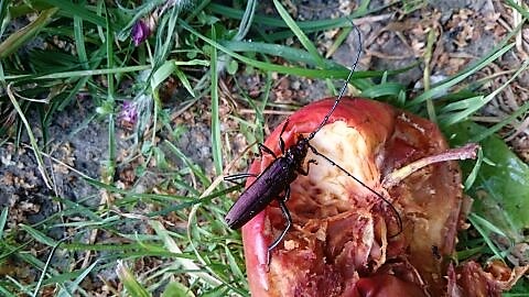 Insektenoase
