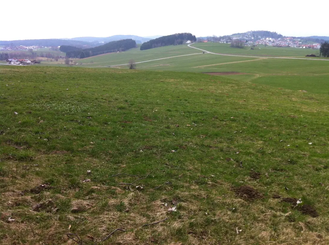 Neuanlage Naturgarten