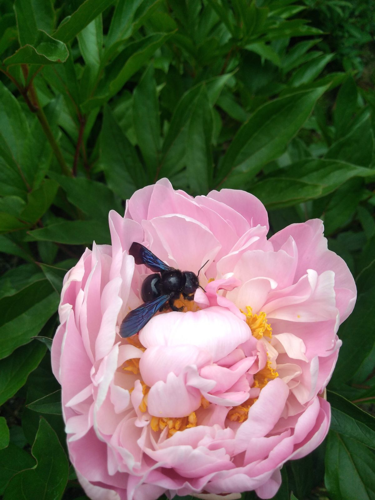 Kleingarten für Bienen und Artenvielfalt