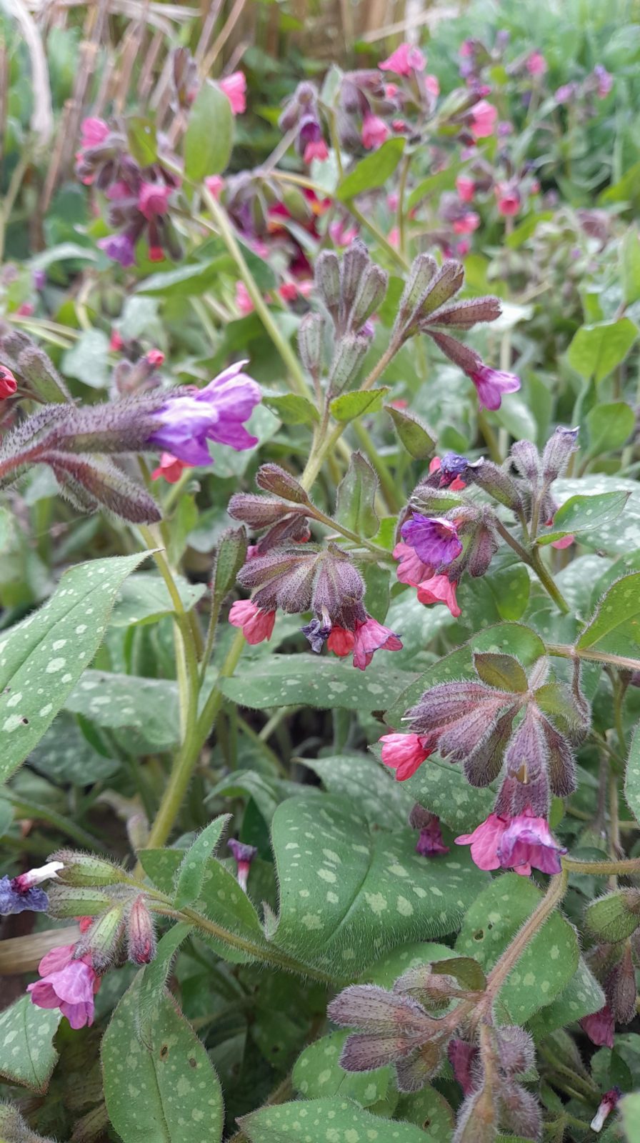 Im Frühling lebt der Garten auf