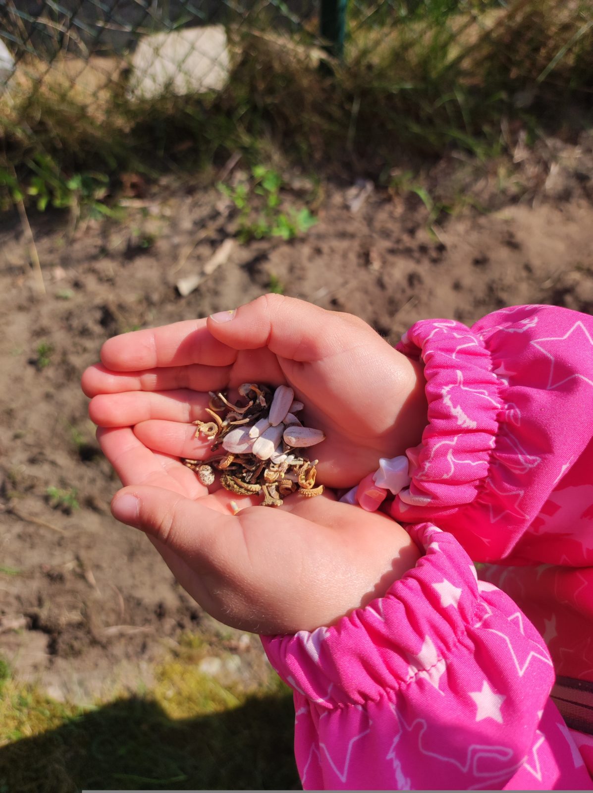 Den Kindergarten – Garten Bienen tauglich machen
