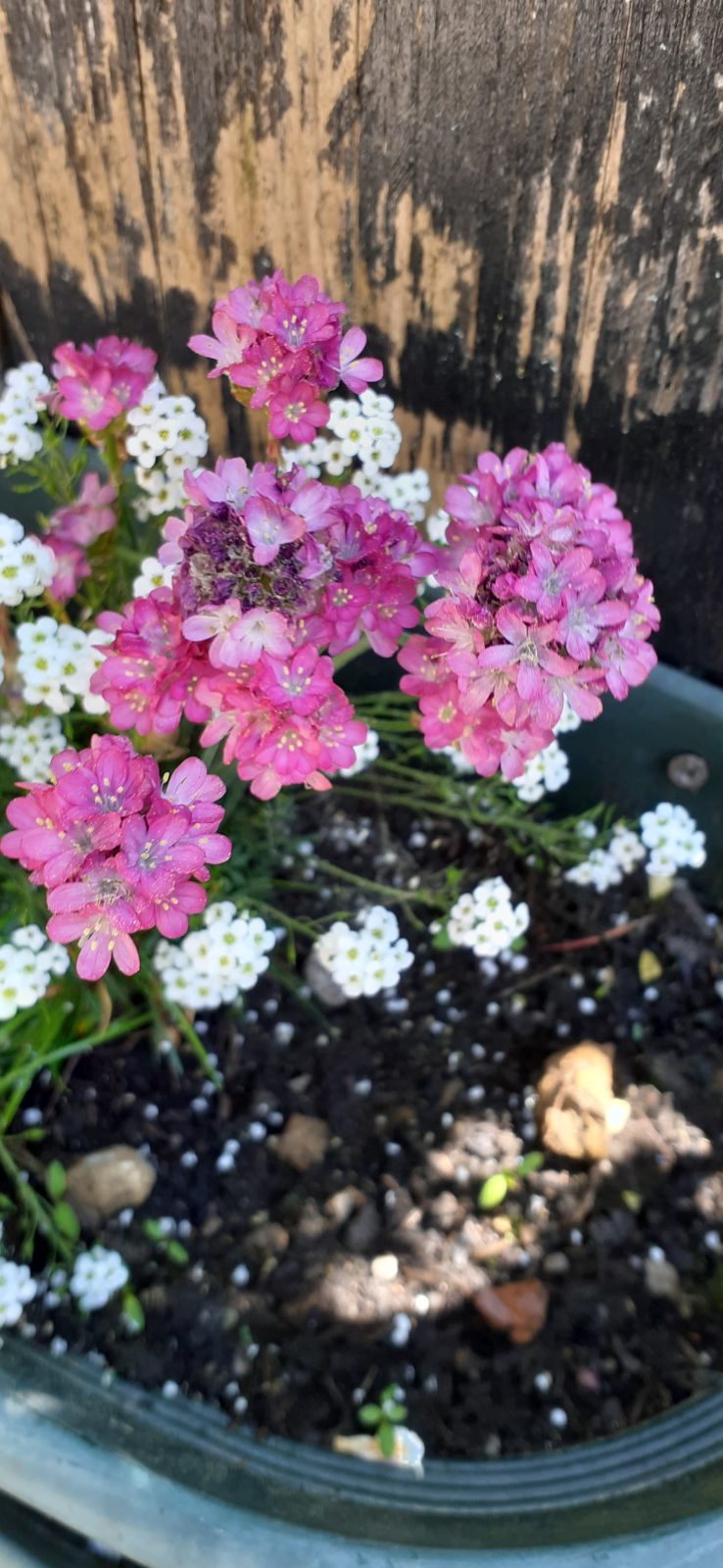 Unser Garten wird wieder schön!