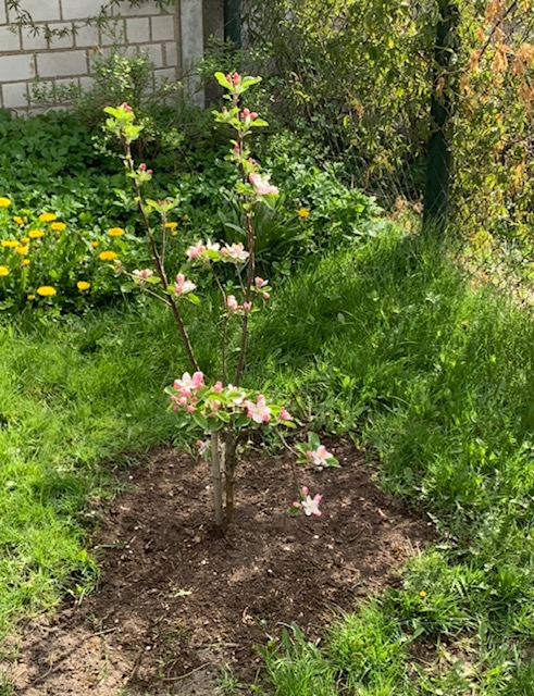 Apfelbaum