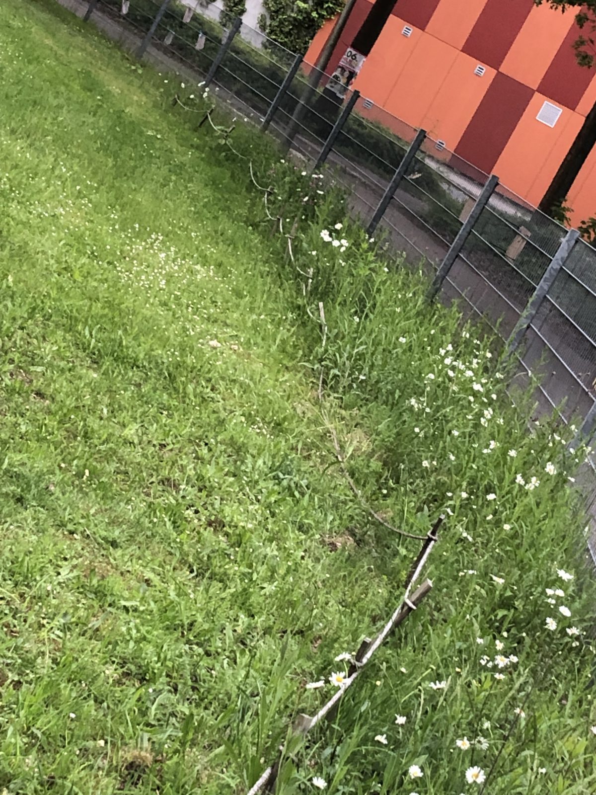 Bienenweide