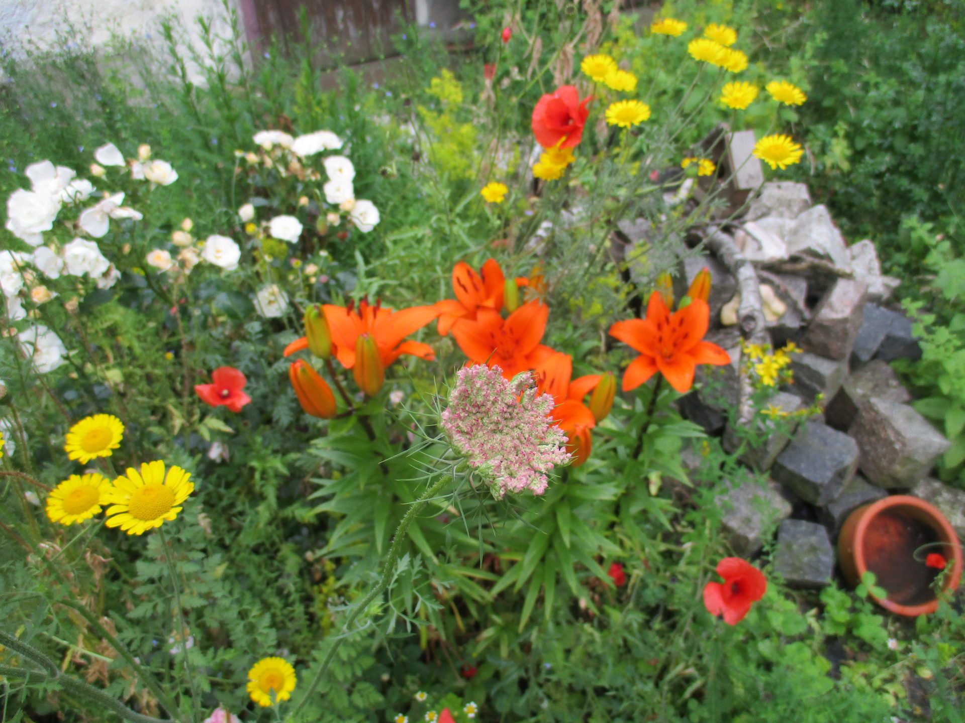 Wiesengarten bei Anne T.