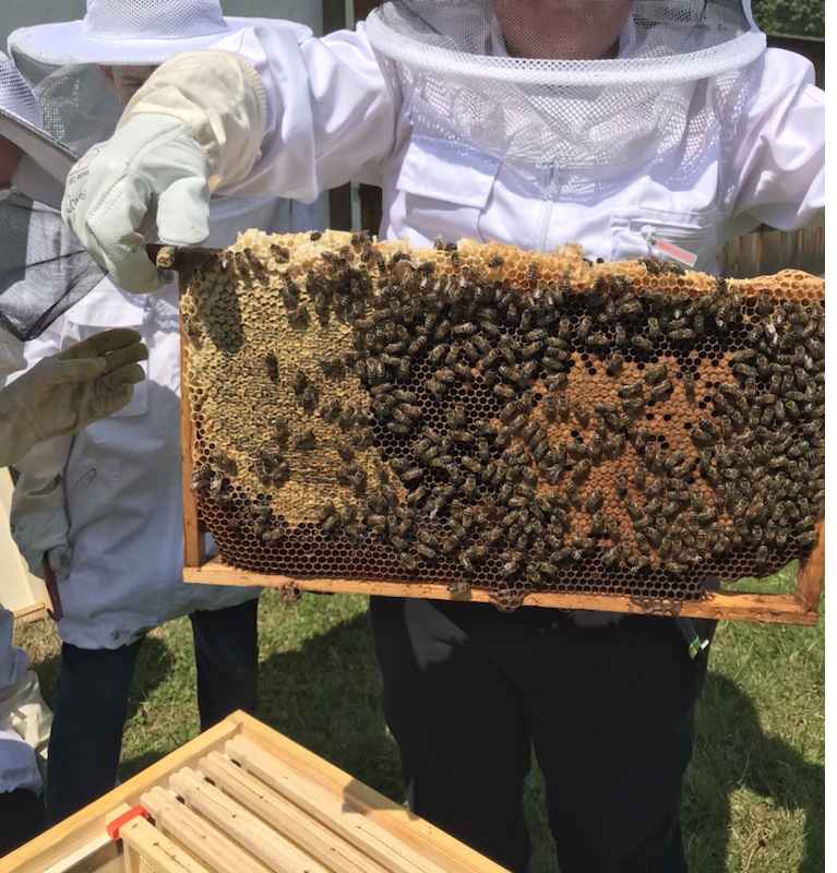 Honigbienen bei uns im Schulgarten …