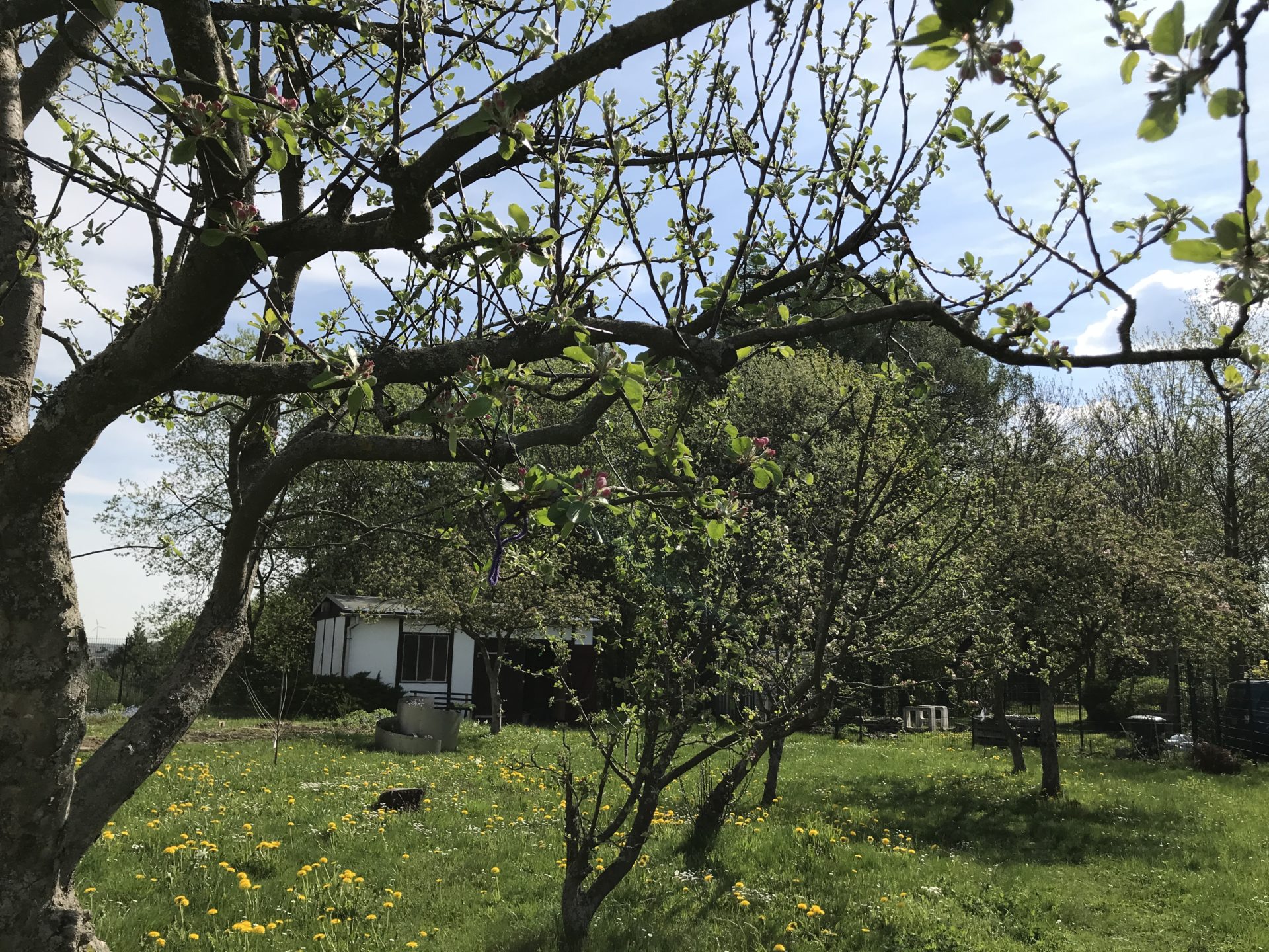Unser bienenfreundlicher Schulgarten