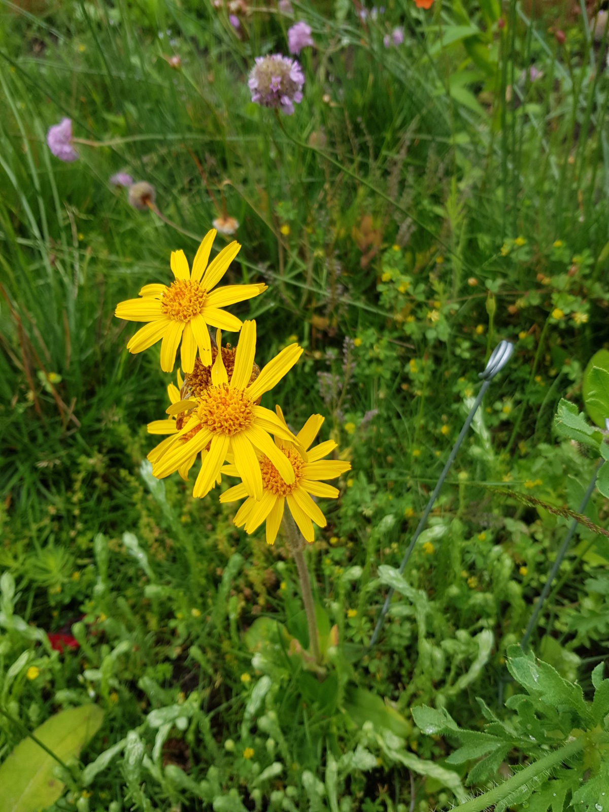 Wildbienenoase in Bredstedt