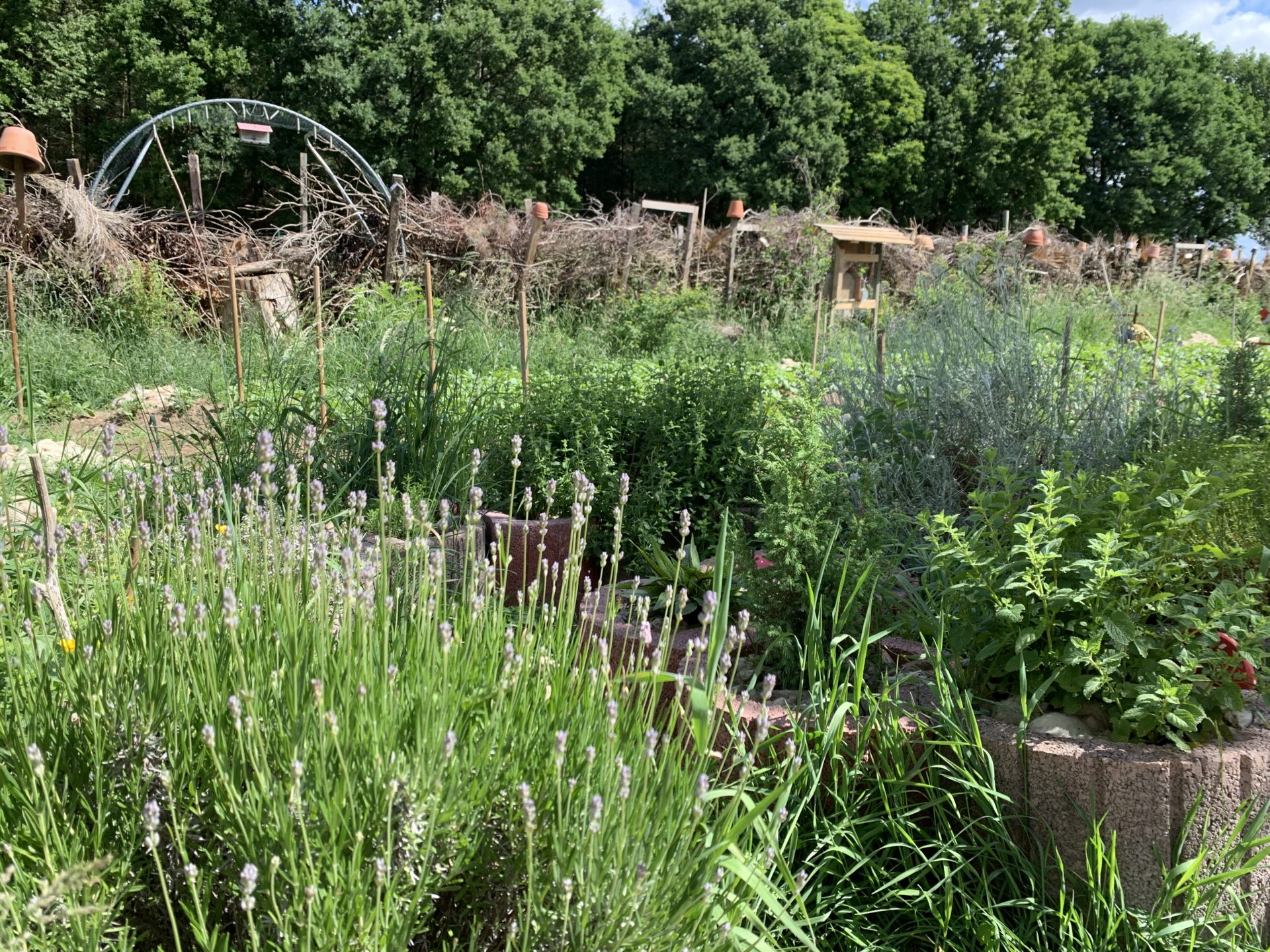 Hortus Phönix, der Garten der aus der Asche entstanden ist