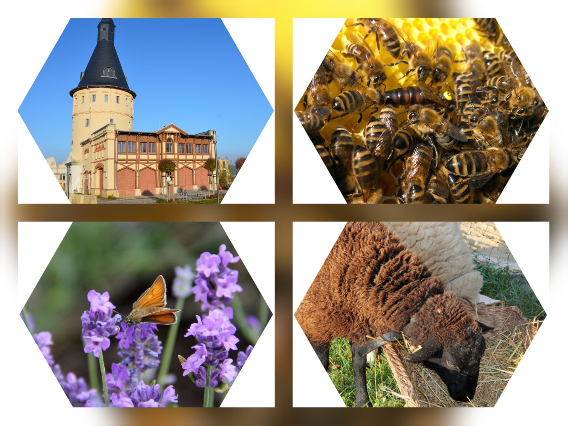 Wolle-Wabe-Webkultur