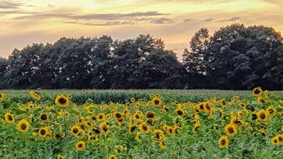 blühfläche.de – Naturschutz, Artenvielfalt, Biodiversität