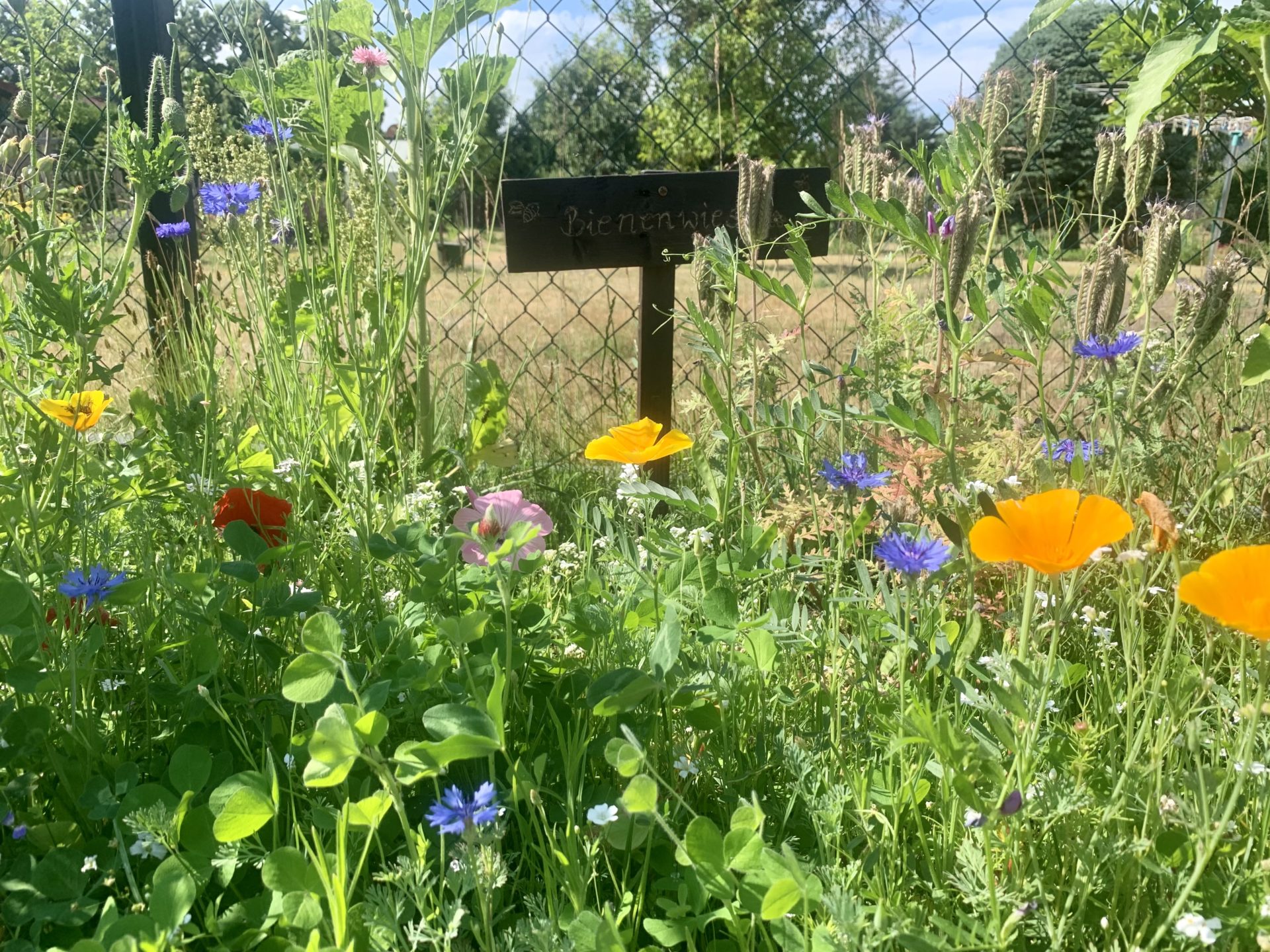 Unsere Bienenwiese