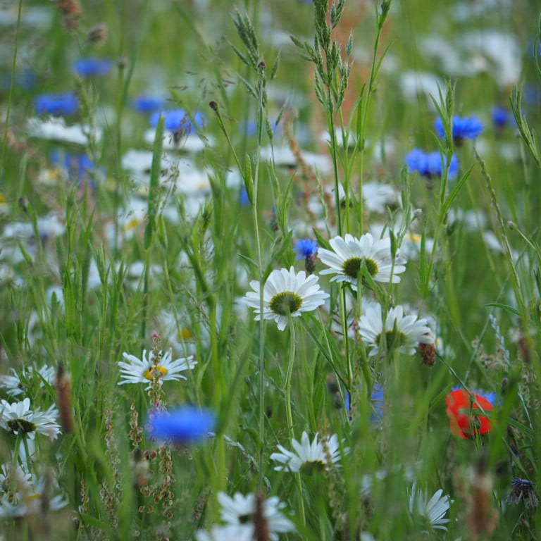 Blumenwiese 10000 qm, auf einer angrenzenden Ackerfläche