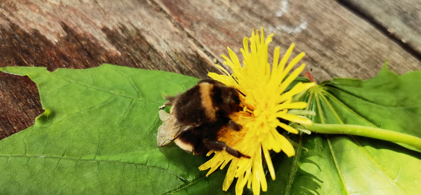 Umwelt und Natur auf dem LdVC Nauen