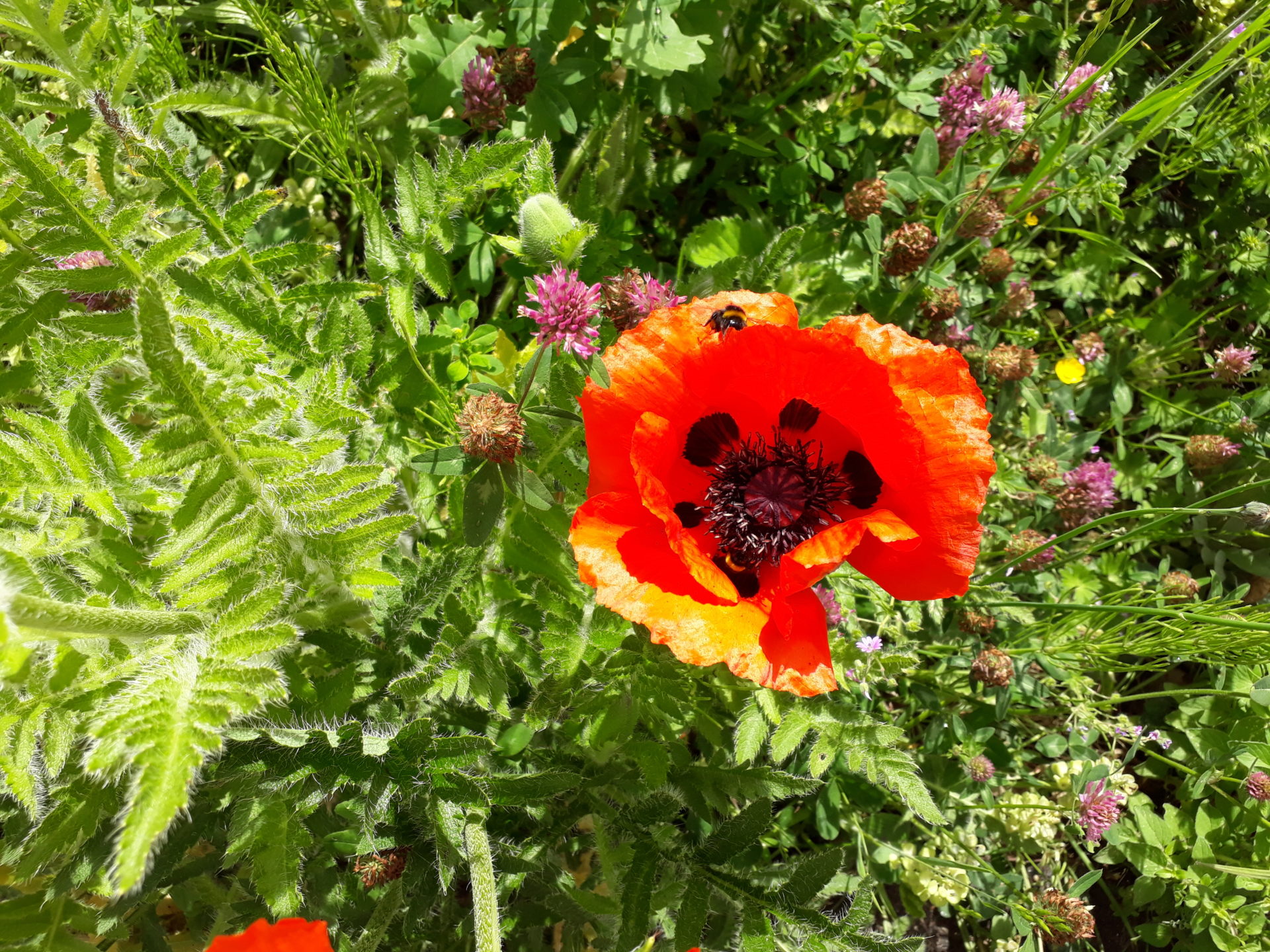 Die Bienen sind frei