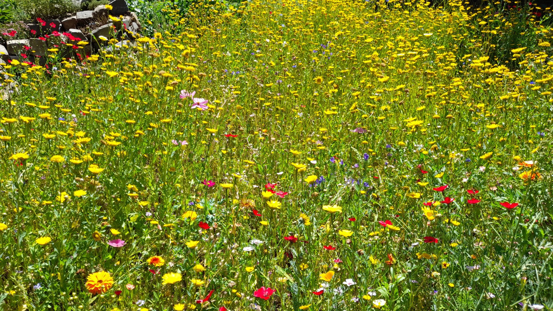 Bienenwiese mit Wasserstelle