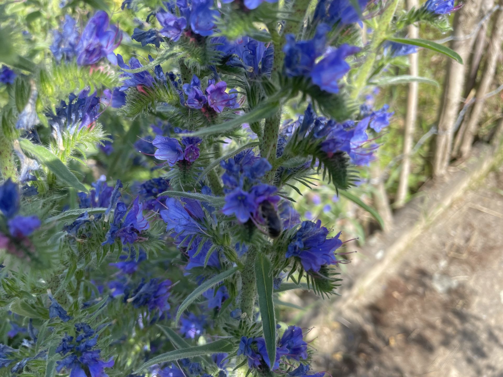Erweitertes Angebot für die Bienen