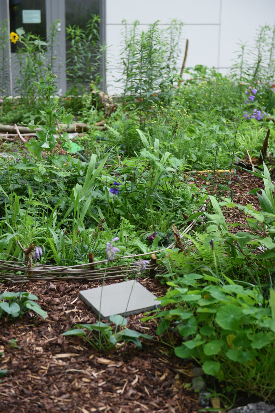 Insektengarten am Hermann-Billung Gymnasium Celle