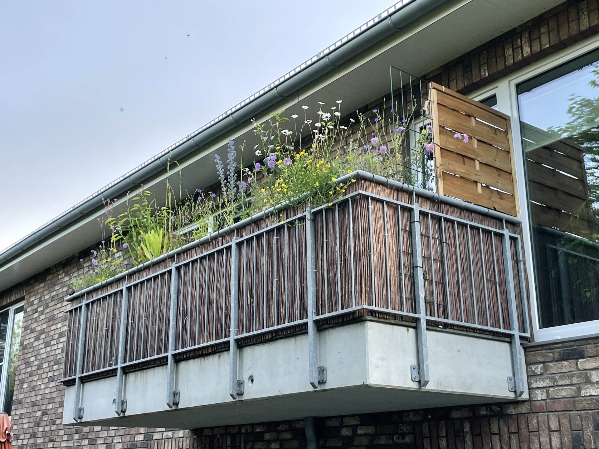 Meine Balkon Wiesion