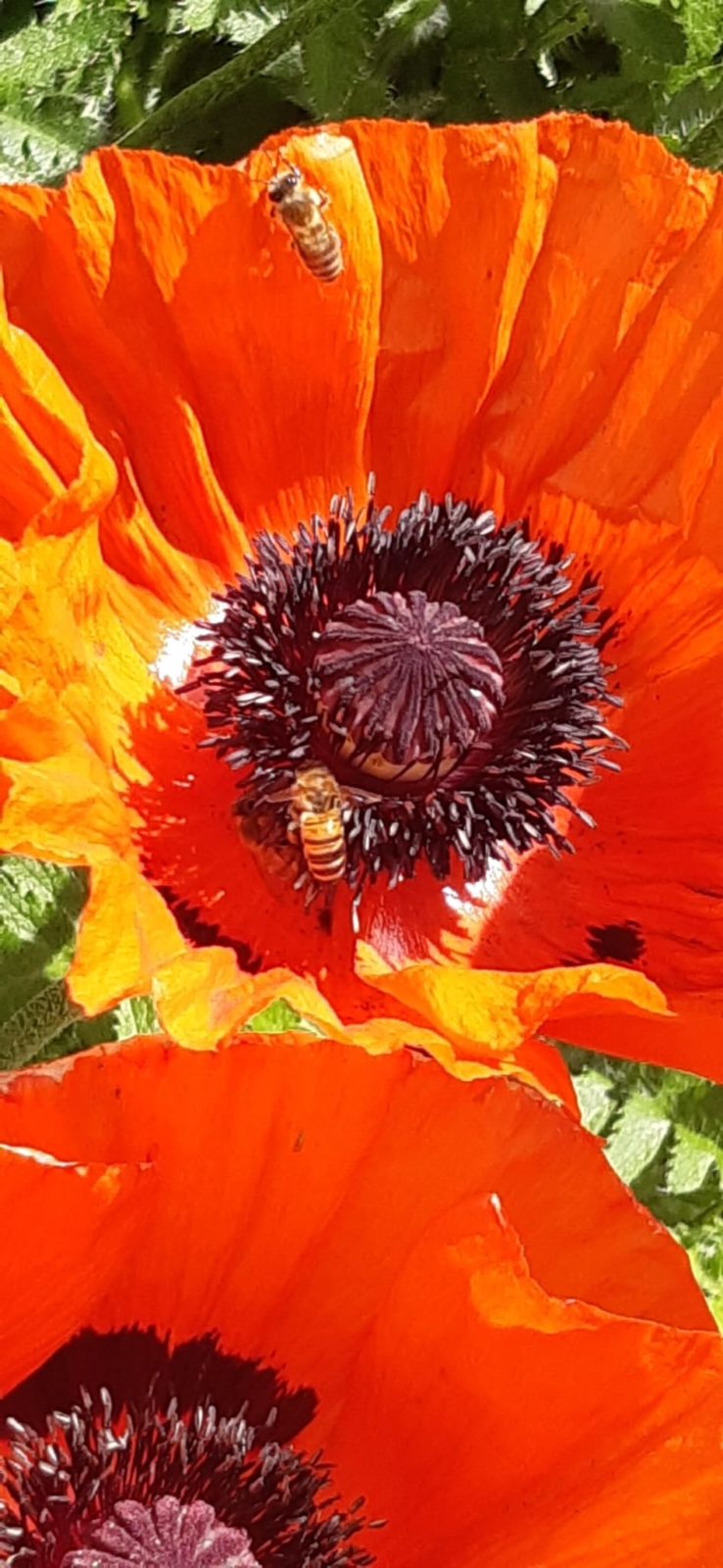Kleines Paradies für Bienen