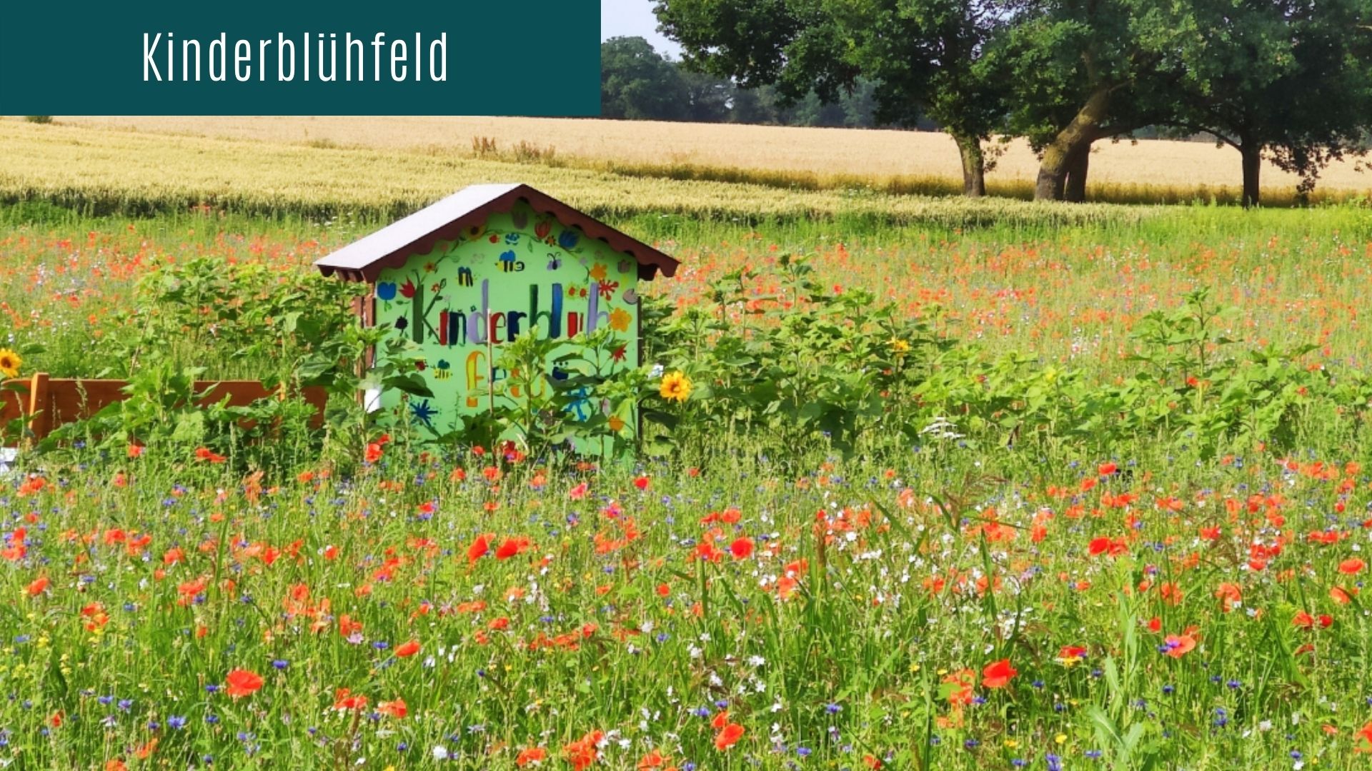 Kinderblühfeld als Aufklärungsprojekt