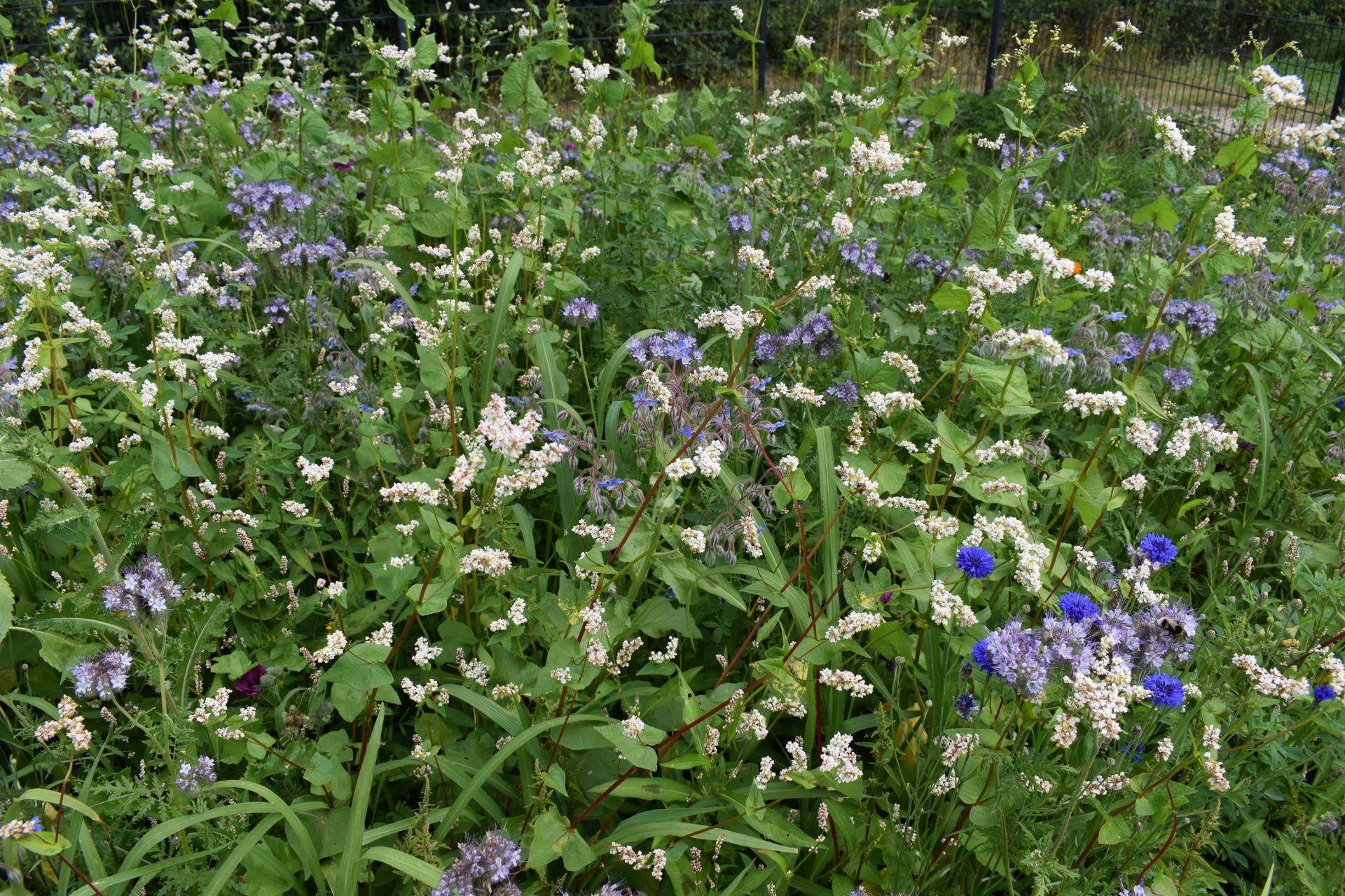 Jetzt wird´s BUNT: Unser neuer Blühgarten – ein Mehrwert für Mitarbeiter*innen und Umwelt!