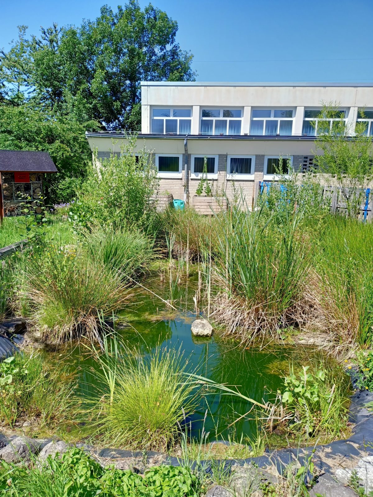 Bienenfreundliche Flächen an der Appelsnut-Grundschool Hollern-Twielenfleth
