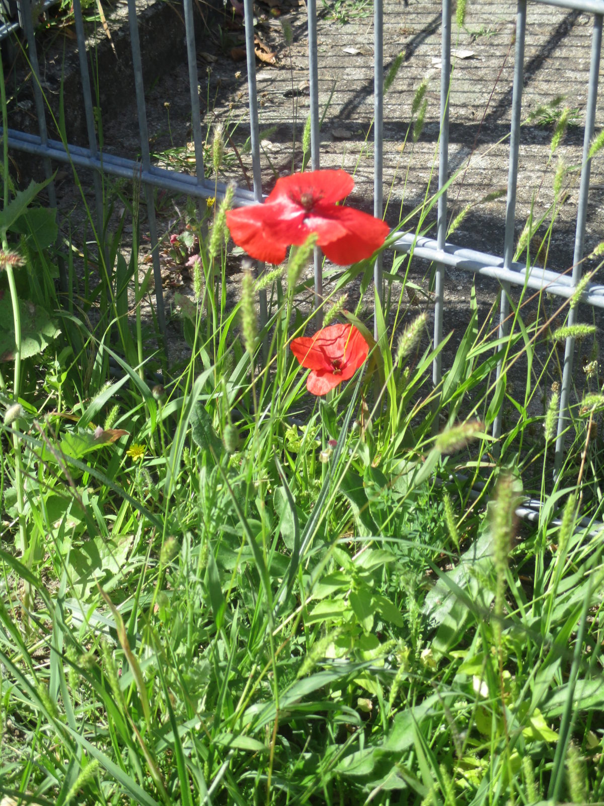 Es summt und brummt im Oberfeld