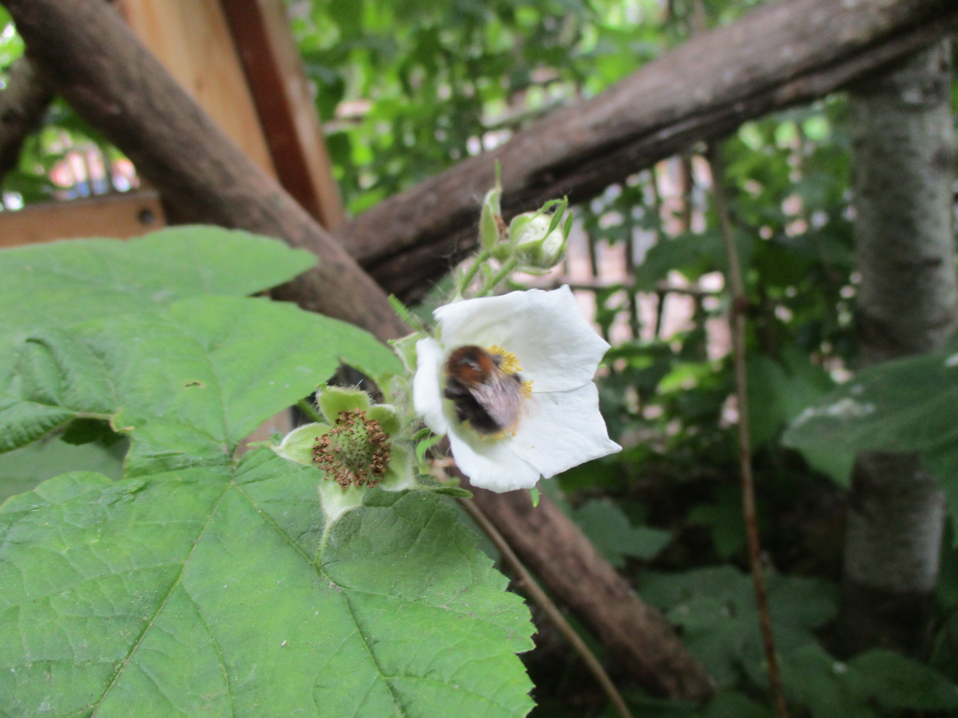 Titelbild Ein Herz für Bienen