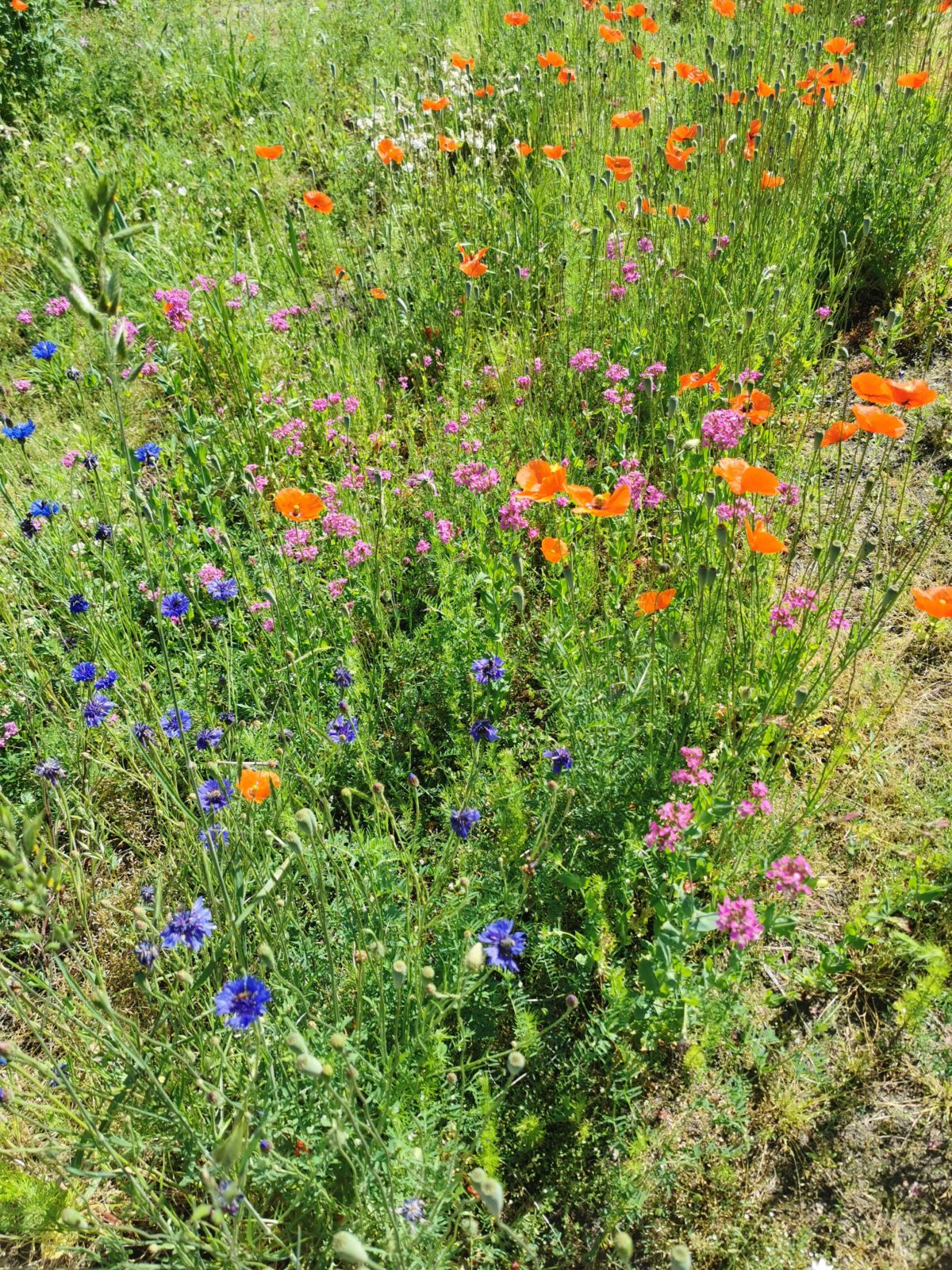 Blumenwiese