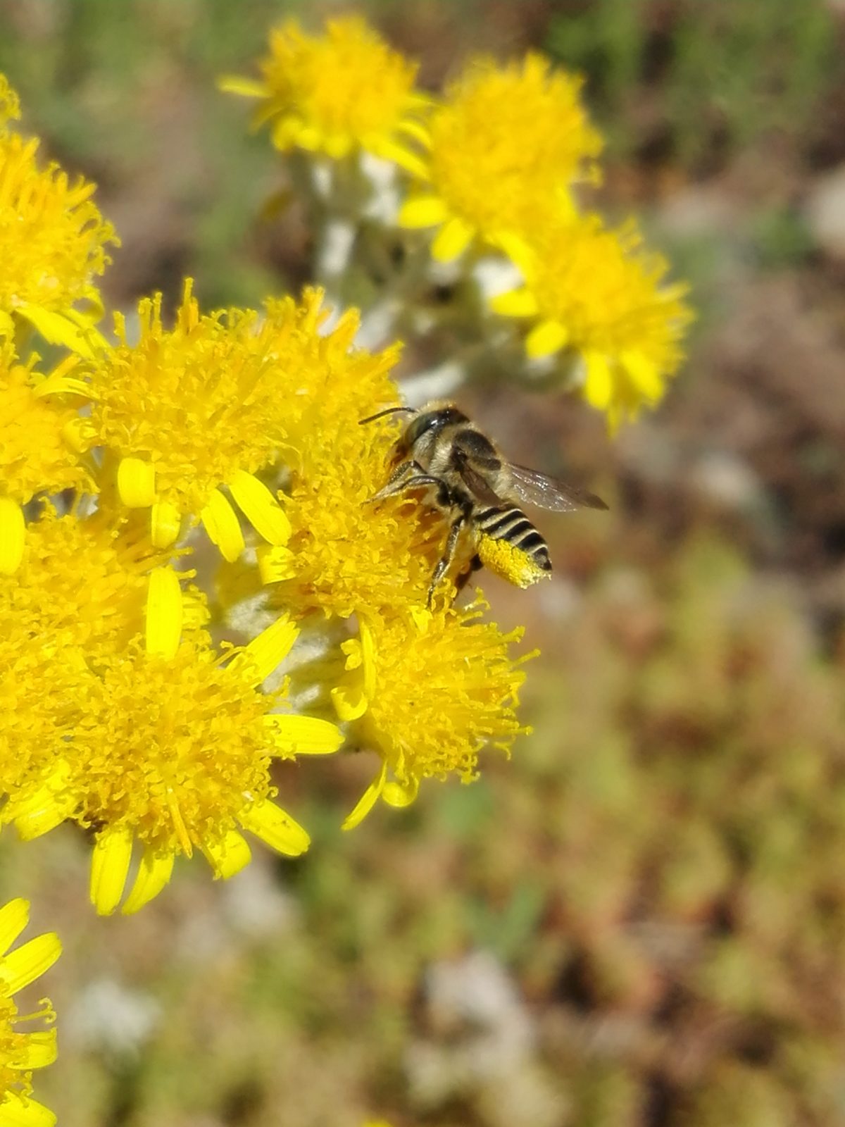 Unser Garten wird wild